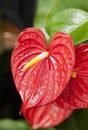 AnthuriumÃ£â¬â¬flower